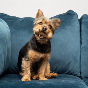 Bamboodles Puppy Chews – I-Bone Chicken