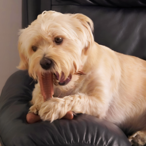 Bamboodles Puppy T-Bone