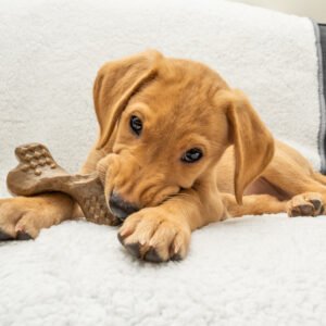 Bamboodles Puppy Chews – X-Bone Chicken